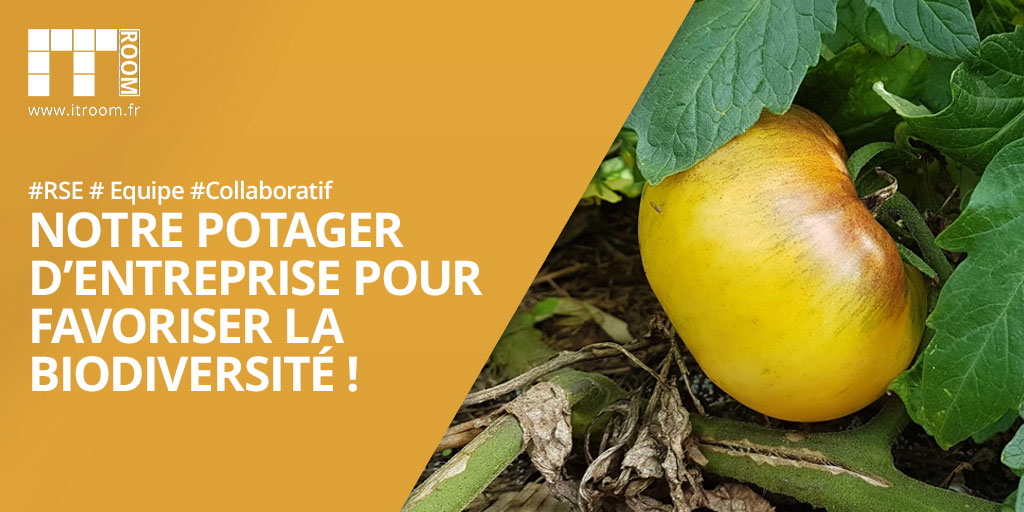 Notre potager d’entreprise pour favoriser la biodiversité !